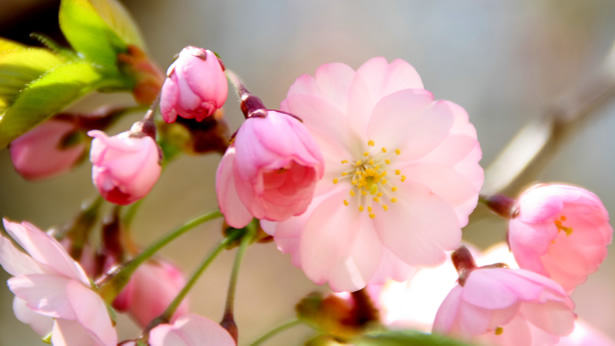 Spring Flowers