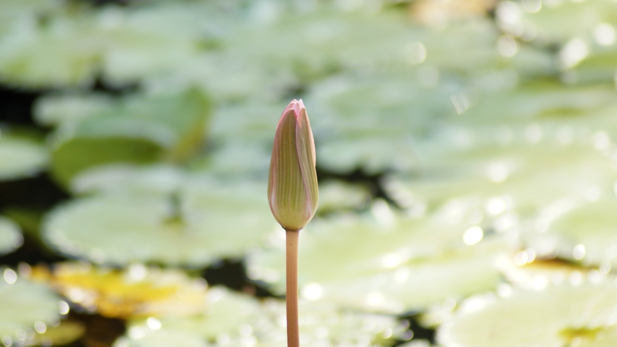 Photo of a Seed Sprouting